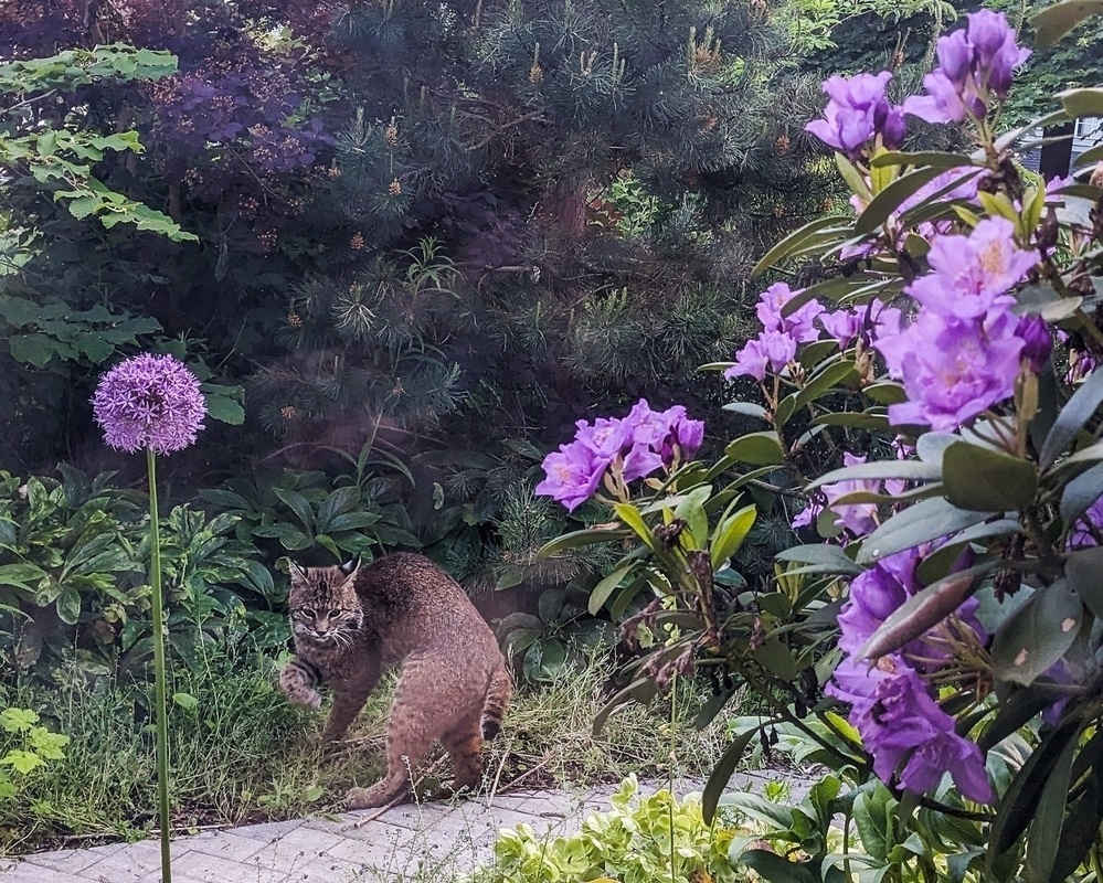 bobcat coming out of the bushes in a garden, framed by purple flowers 