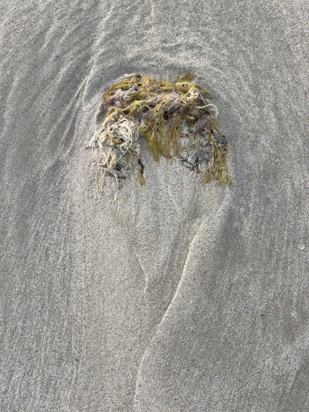 Seaweed partially buried in sand with water erosion pattern around it.