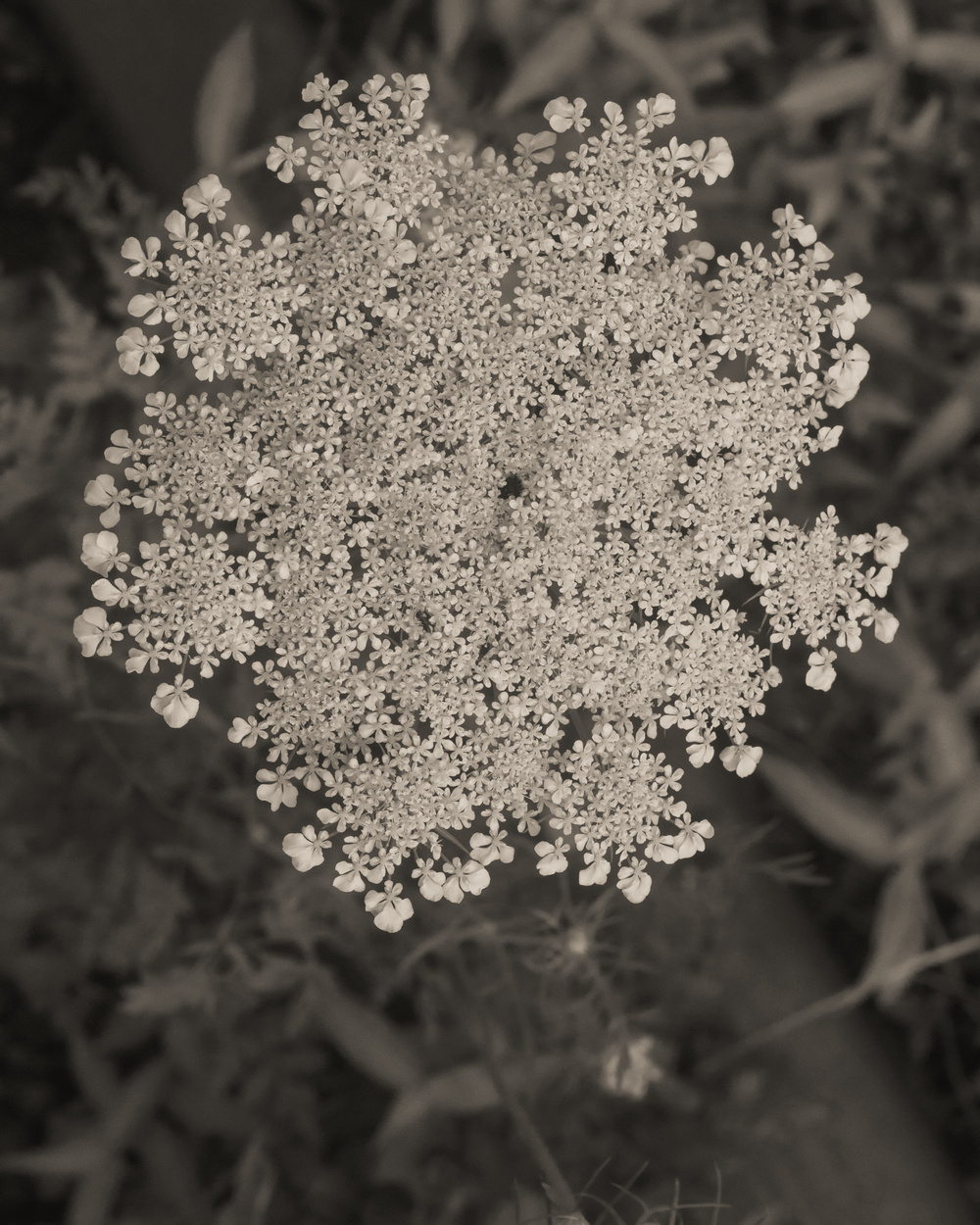 Queen Anne’s Lace bloom shot from directly above and located equidistant from left, top and right edges of the rectangular frame. Black and white image.
