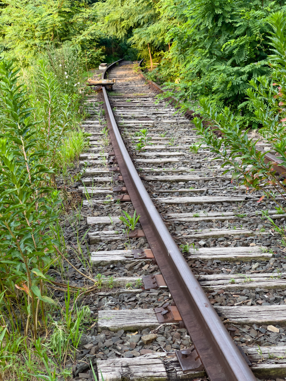 Train tracks disappearing into weed bushes and trees.
