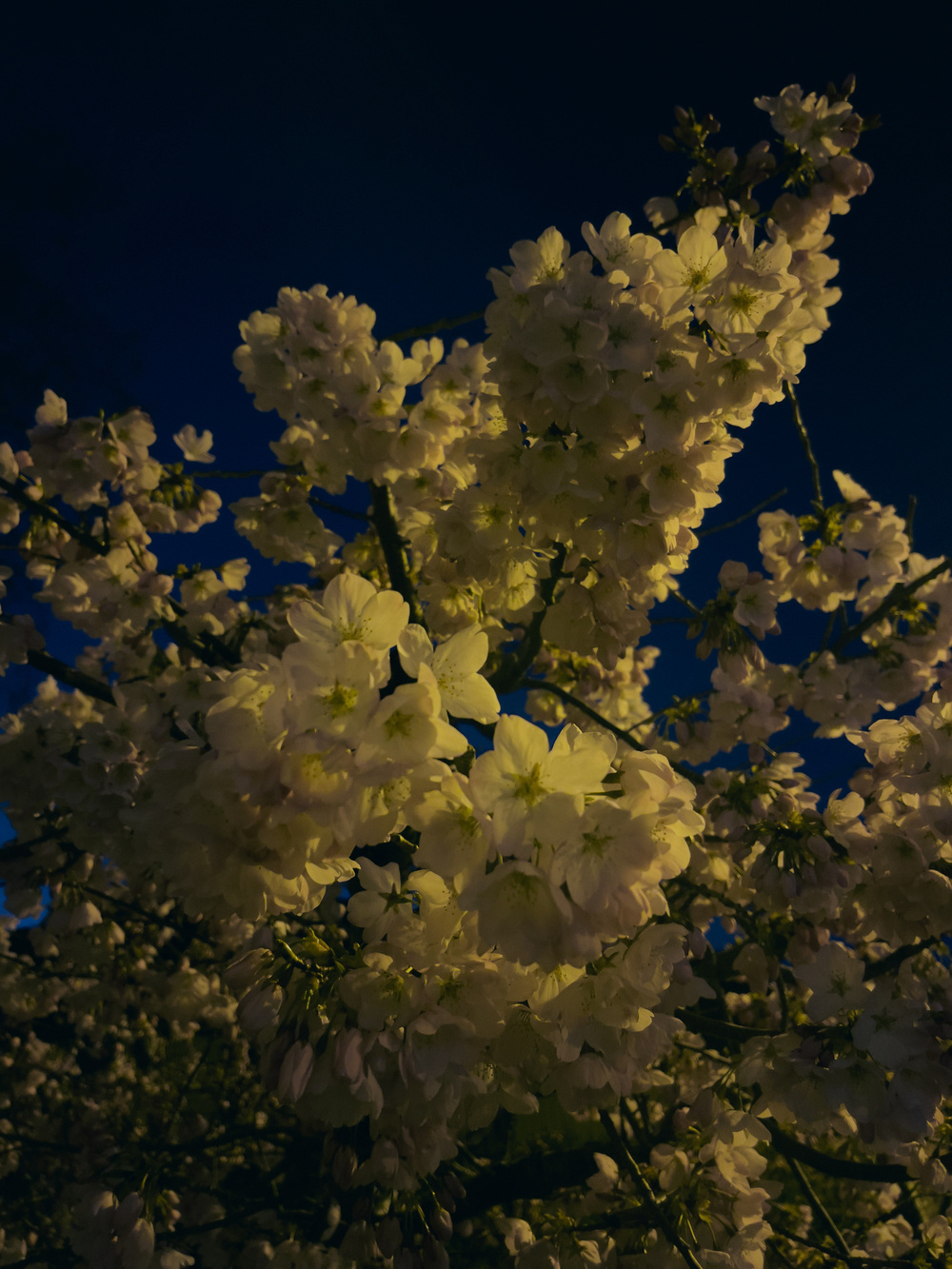 Flowers on a tree illuminated by street lighting against a dark sky.