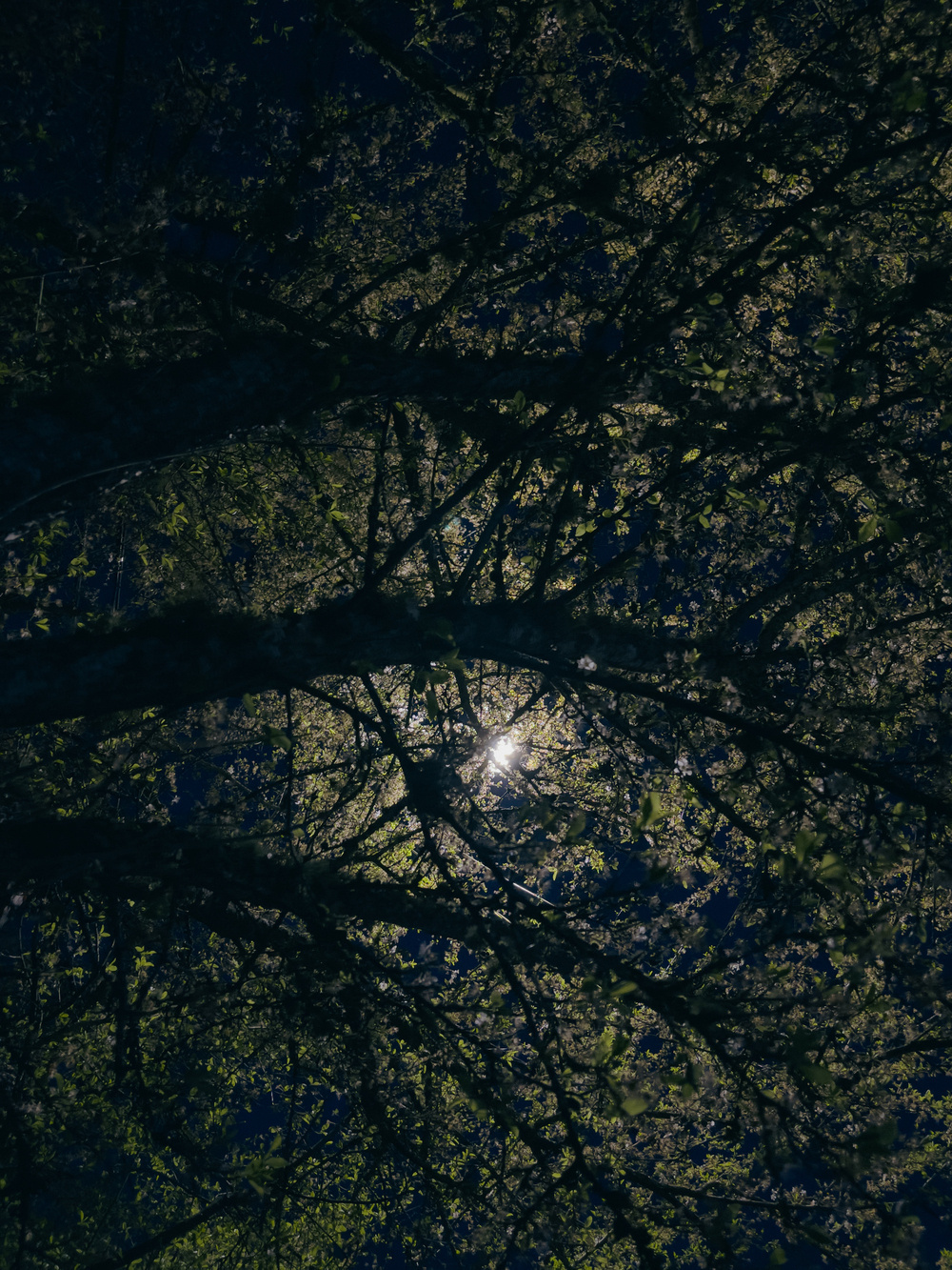 Tree branches illuminated by street light above. Light source visible through branches.