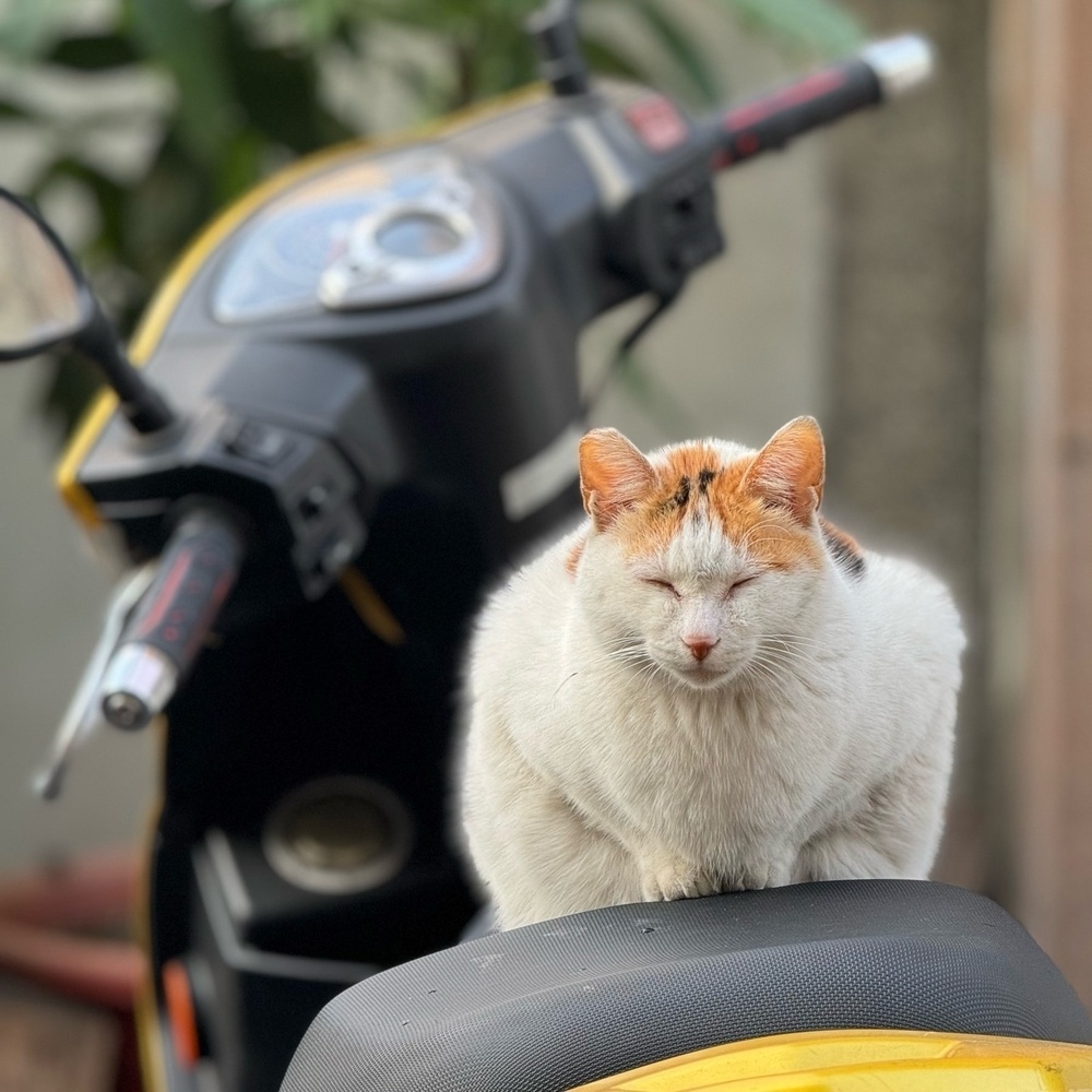 White and ginger cat with its eyes closed, crouched on a motorcycle seat