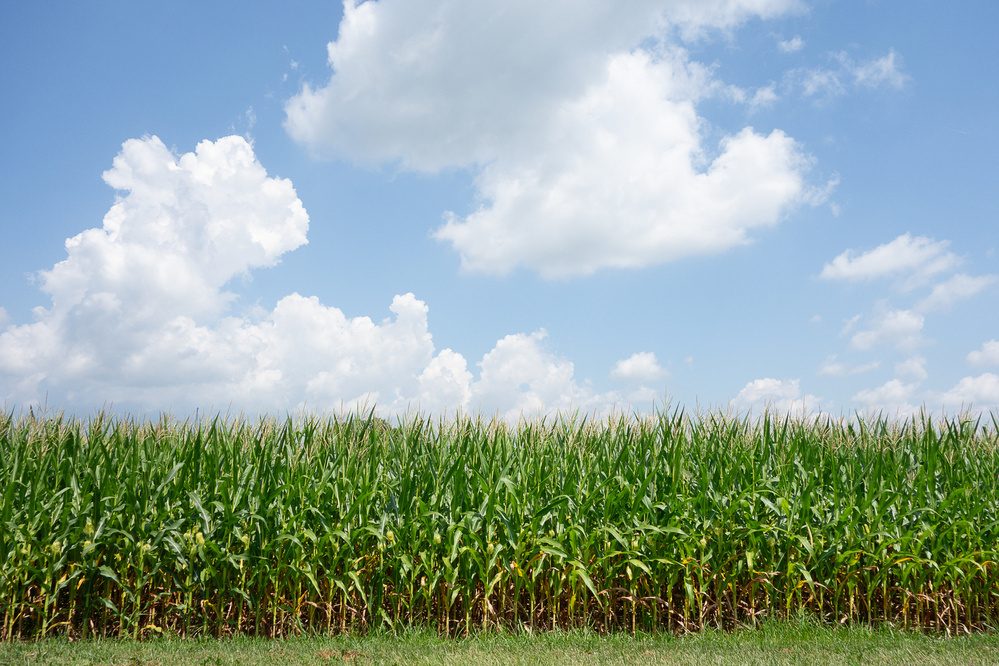 Cornfield in Ohio on a bright day with blue skies and fluffy clouds - Sony RX100