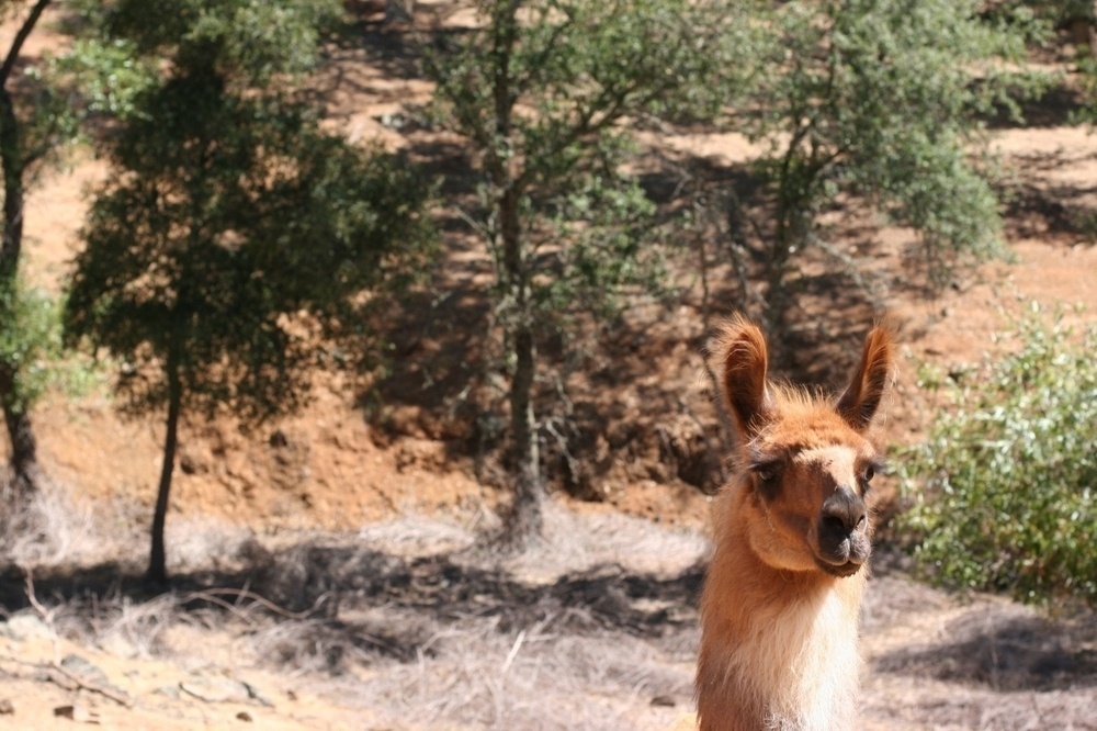 A llama out in the golden fields of California - Canon 20D