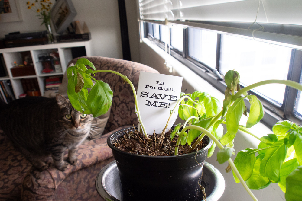 A cat looks curiously at the camera next to a basil plant that has seen better days. There is a sign in the pot that reads "Hi. I'm Basil. SAVE ME!" - Olympus E-M5