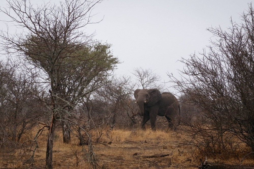 Young male elephant in Kruger National Park prepares to charge tourists - Sony RX100