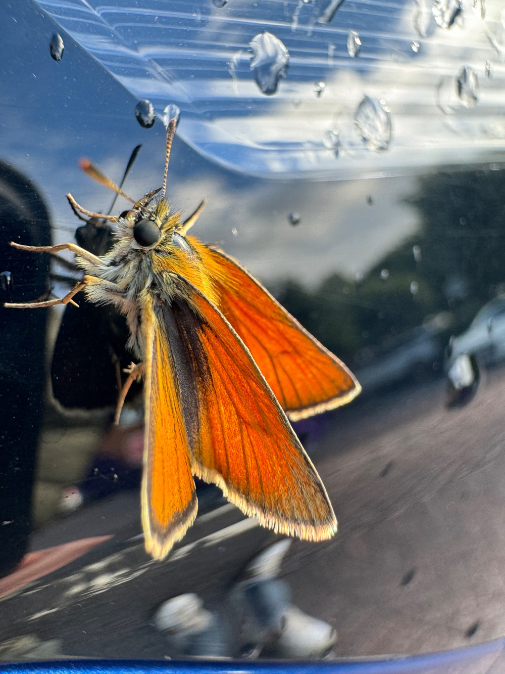 A close-up image of an orange and brown butterfly with textured wings resting on a reflective surface, which has water droplets on it. The background shows blurred and out-of-focus elements, indicating an outdoor setting.