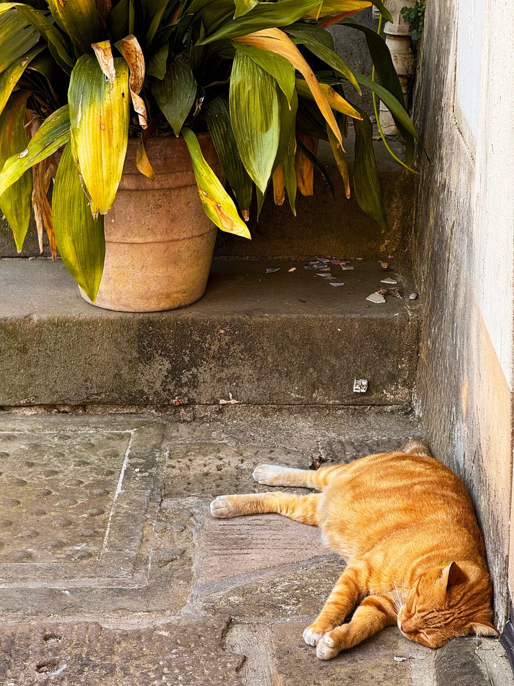 A ginger cat is lying down and sleeping on the stone pavement next to a large potted plant with green and yellowing leaves. The scene is set in a shaded outdoor area with a wall beside the cat.