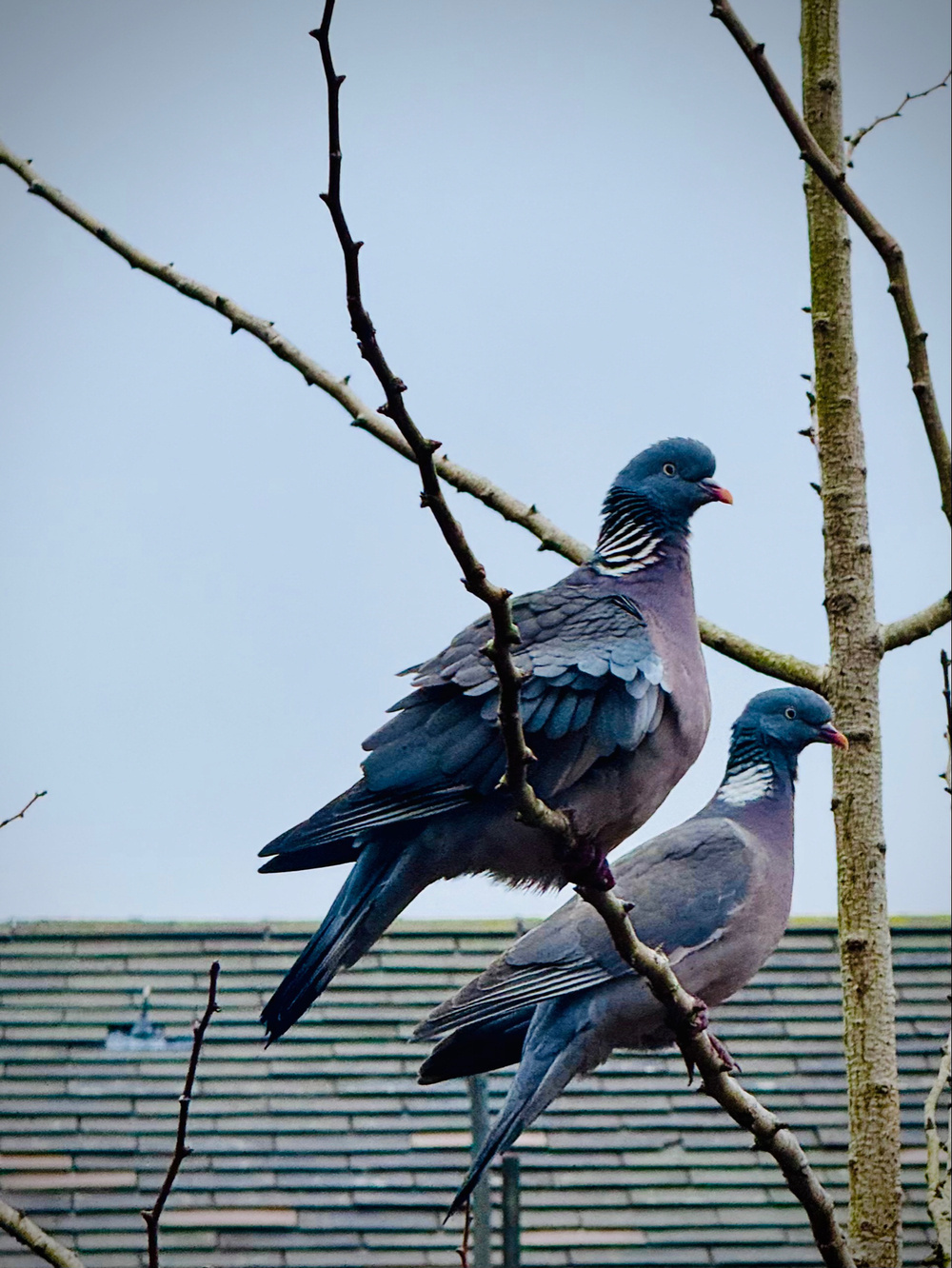 Two pigeons perched on the bare branches of a tree with a clear sky and a building roof in the background.