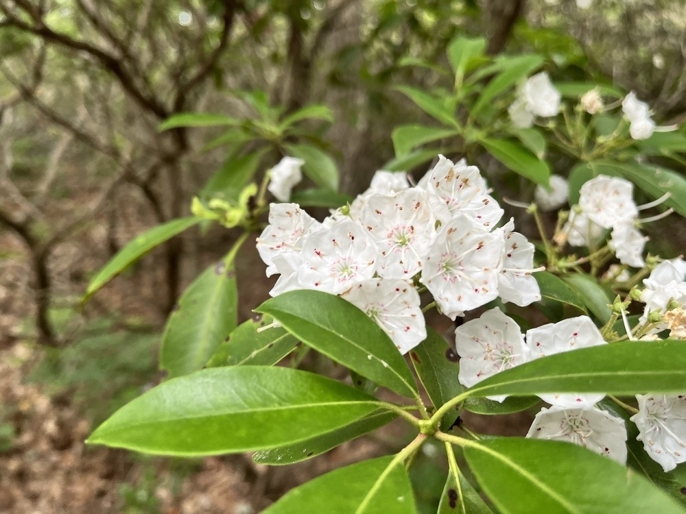 White flowers with yellow and pink centers bloom amidst green leaves in a forested area.