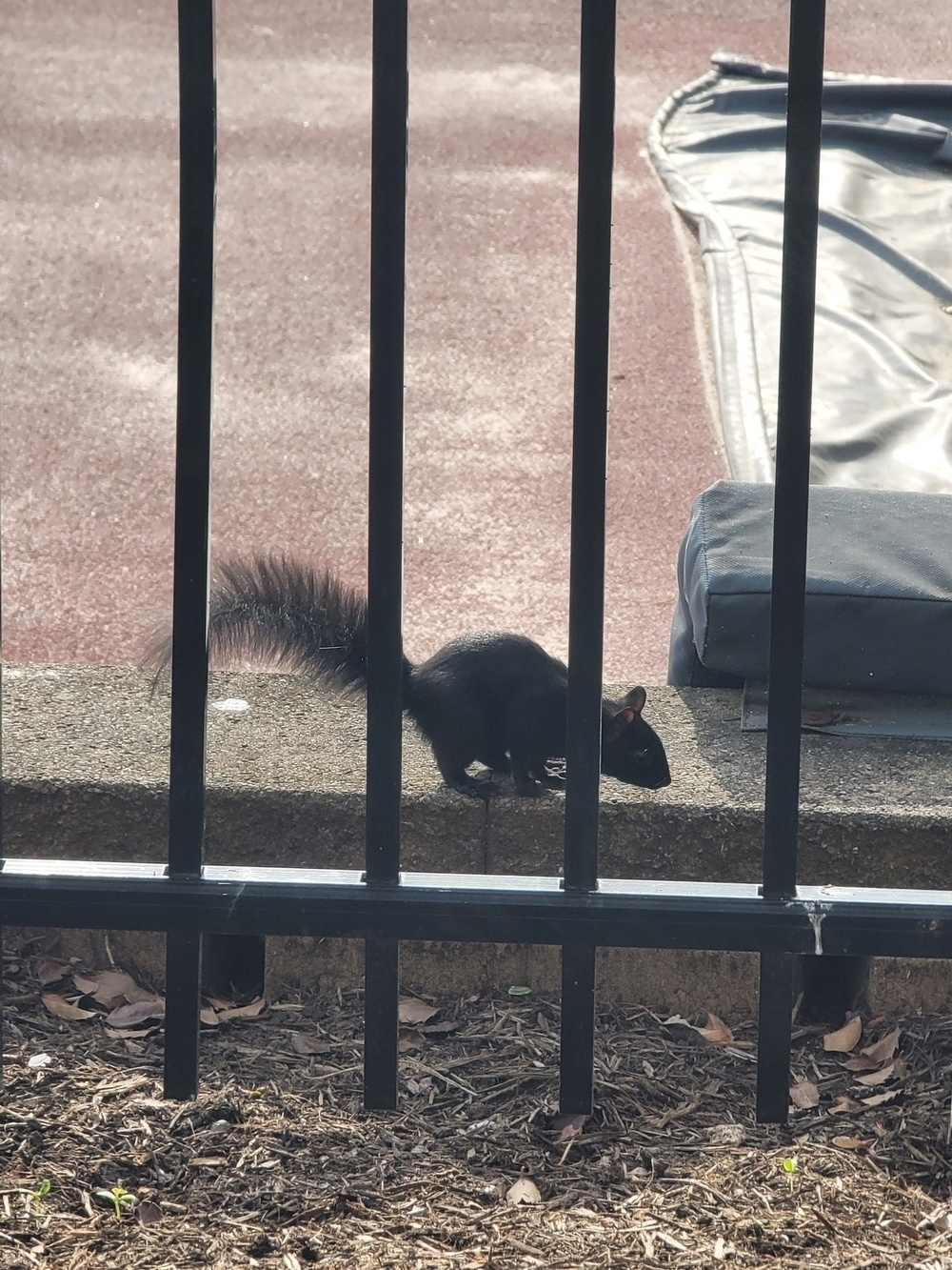 profile view of a black squirrel with the tail on the left and the head on the right. behind black wrought iron fence bars