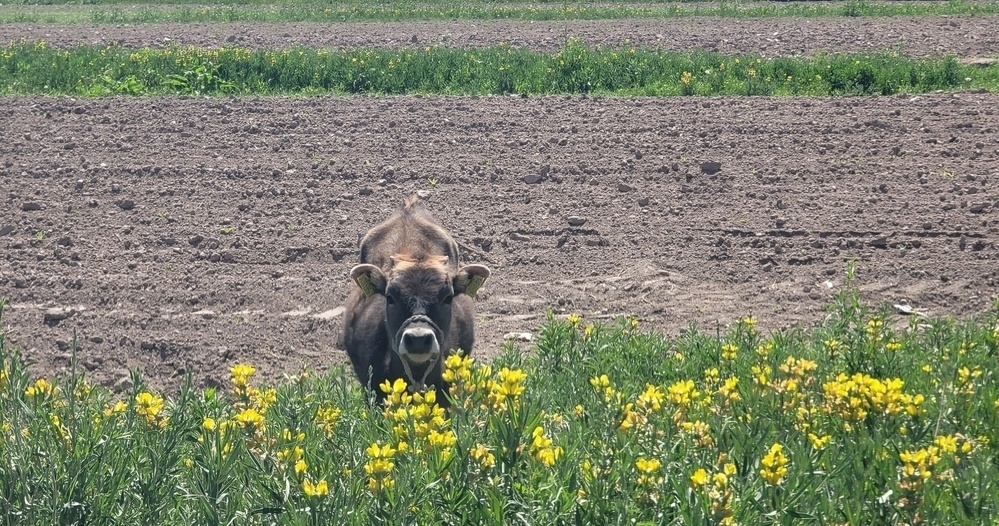 brown calf behind a patch of grass and yellow flowers in front of a potato field