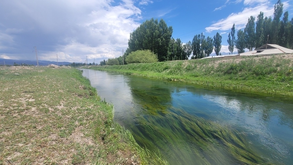 canal with long, green grass flowing under the water 