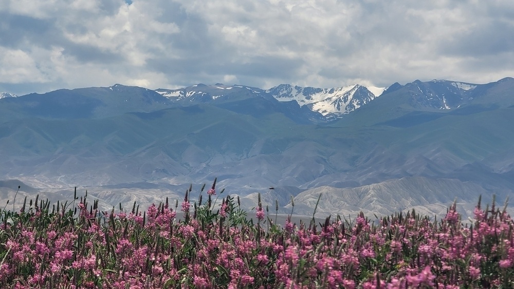 pink flowers in foreground, mountains in background