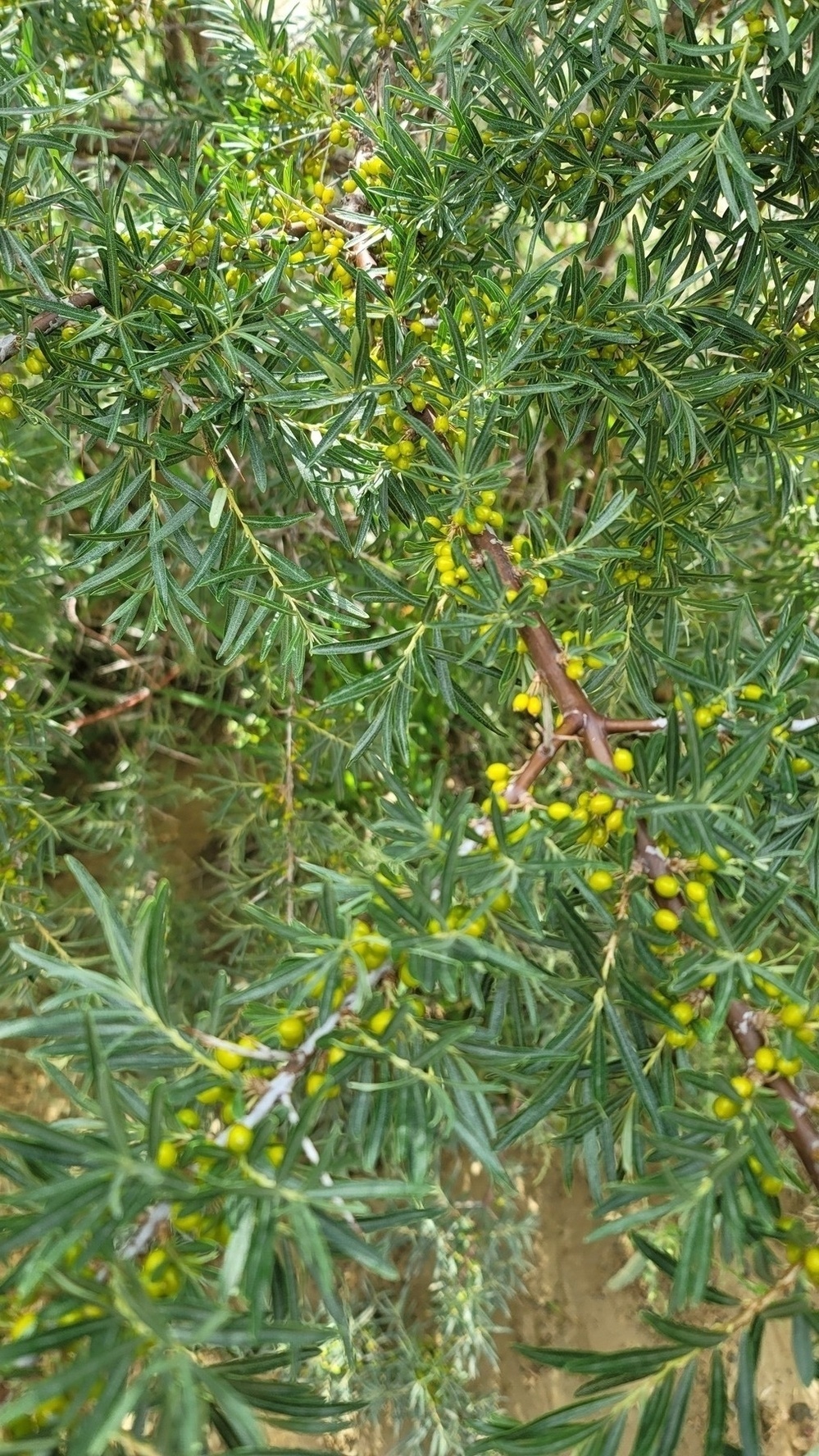 plant with small yellow-green berries
