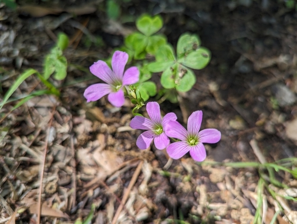 Three Largeflower pink-sorrel blooms