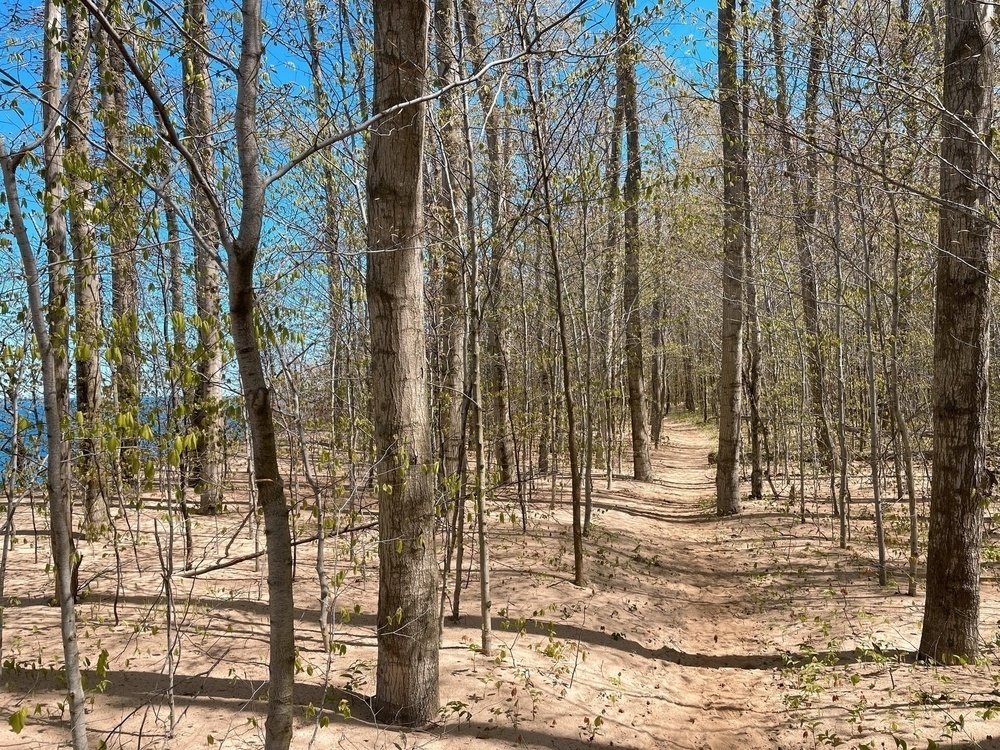 A sandy trail along the crest of a forested dune