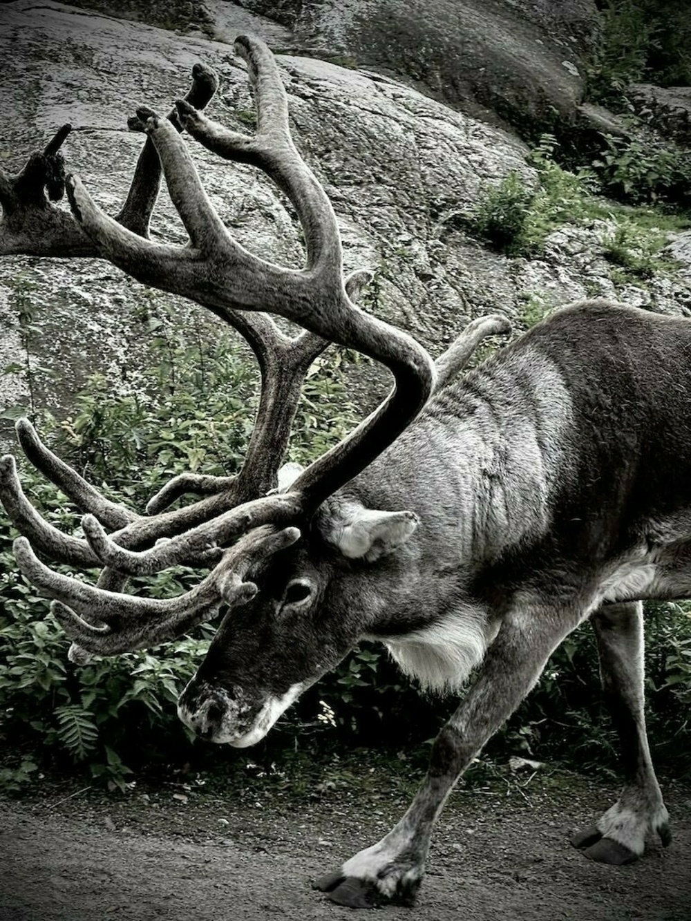 Reindeer with large antlers