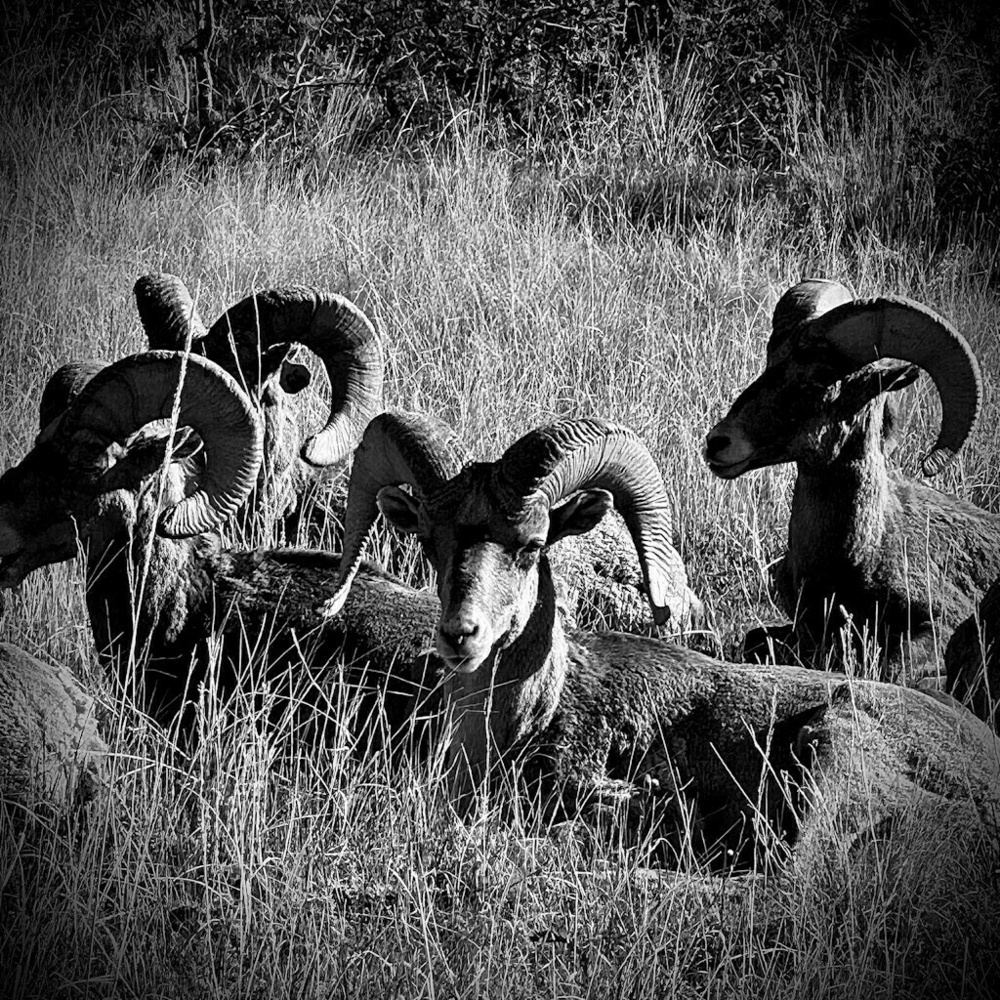 Group of Big Horn Sheep sitting in the long grass. Black and White.