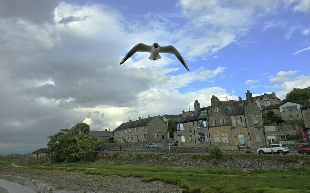 low flying Tern with stone buildings in the background