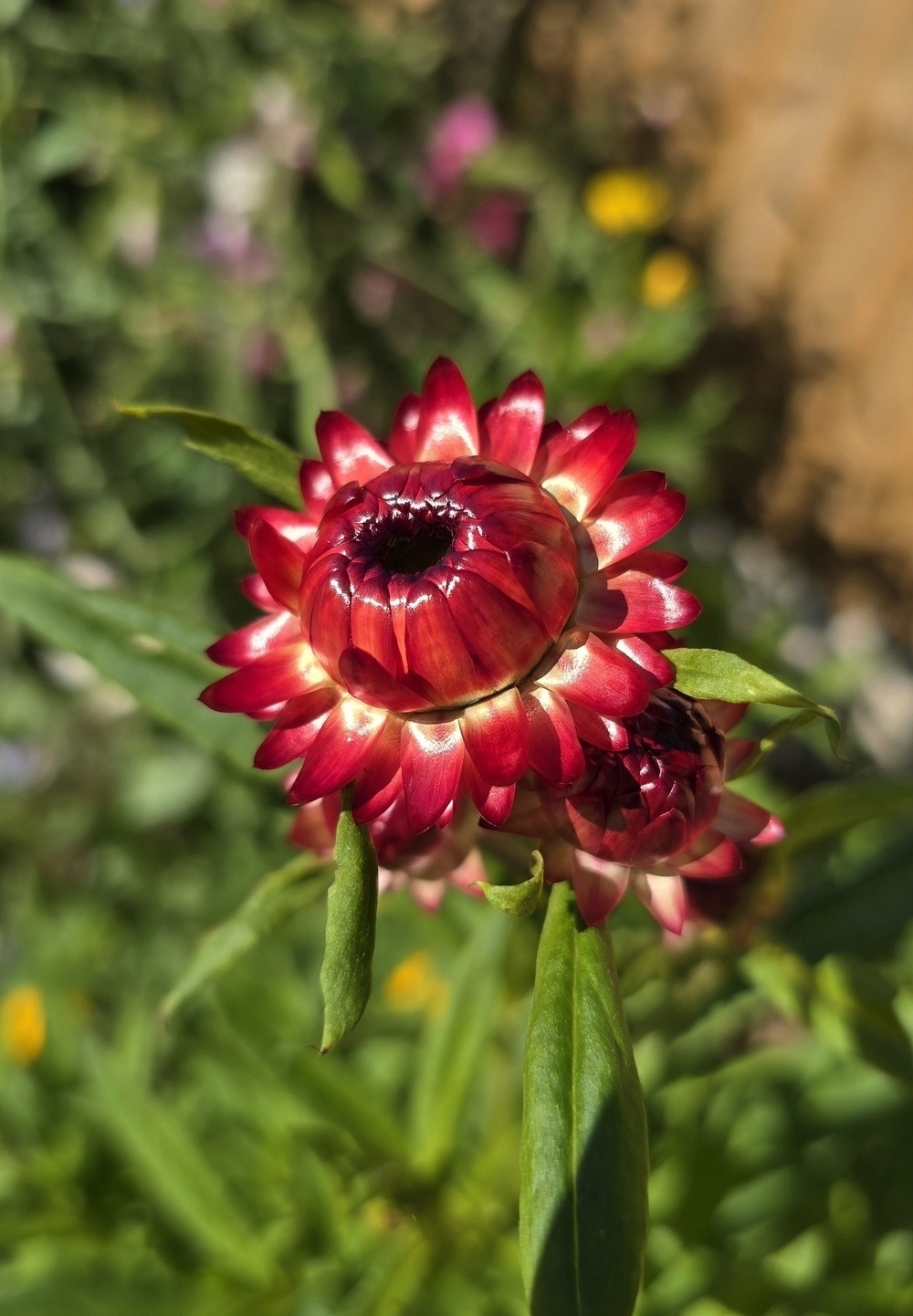 red paper daisy shining in the sunshine