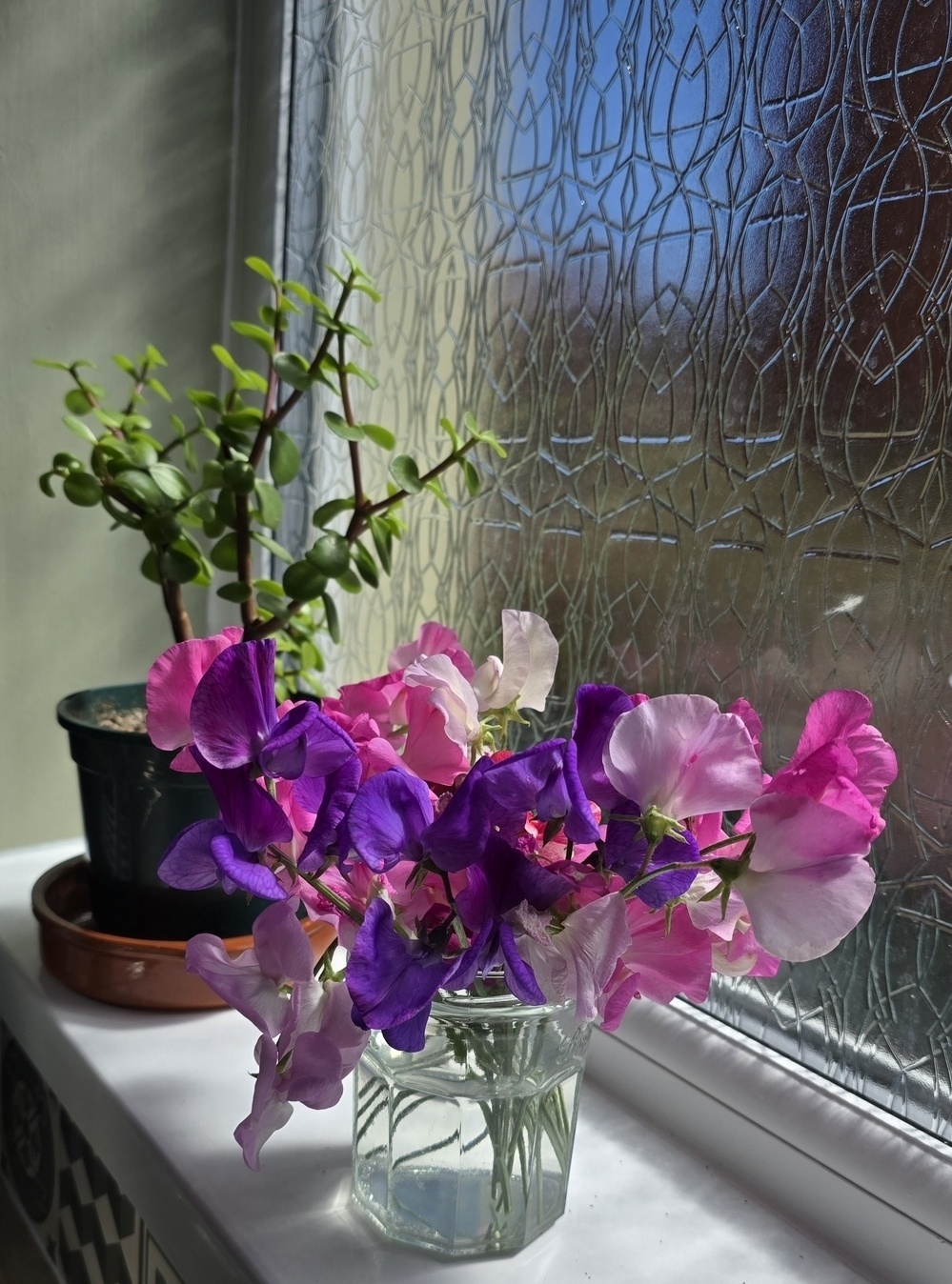 Colourful sweet peas in purple and pink on a window ledge in the sunshine