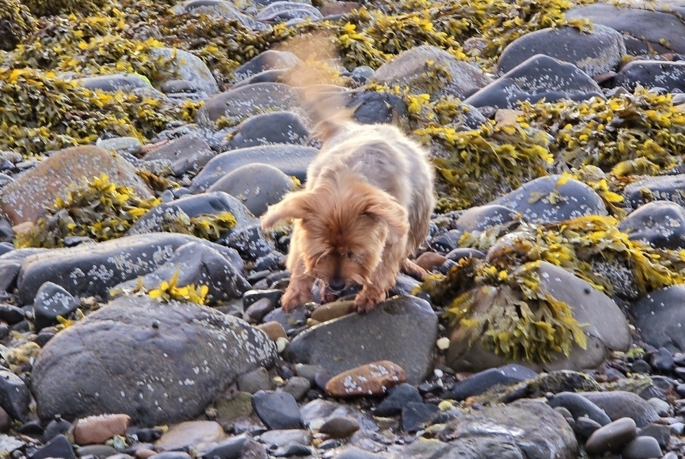 Yorkshire terrier walking over rocks
