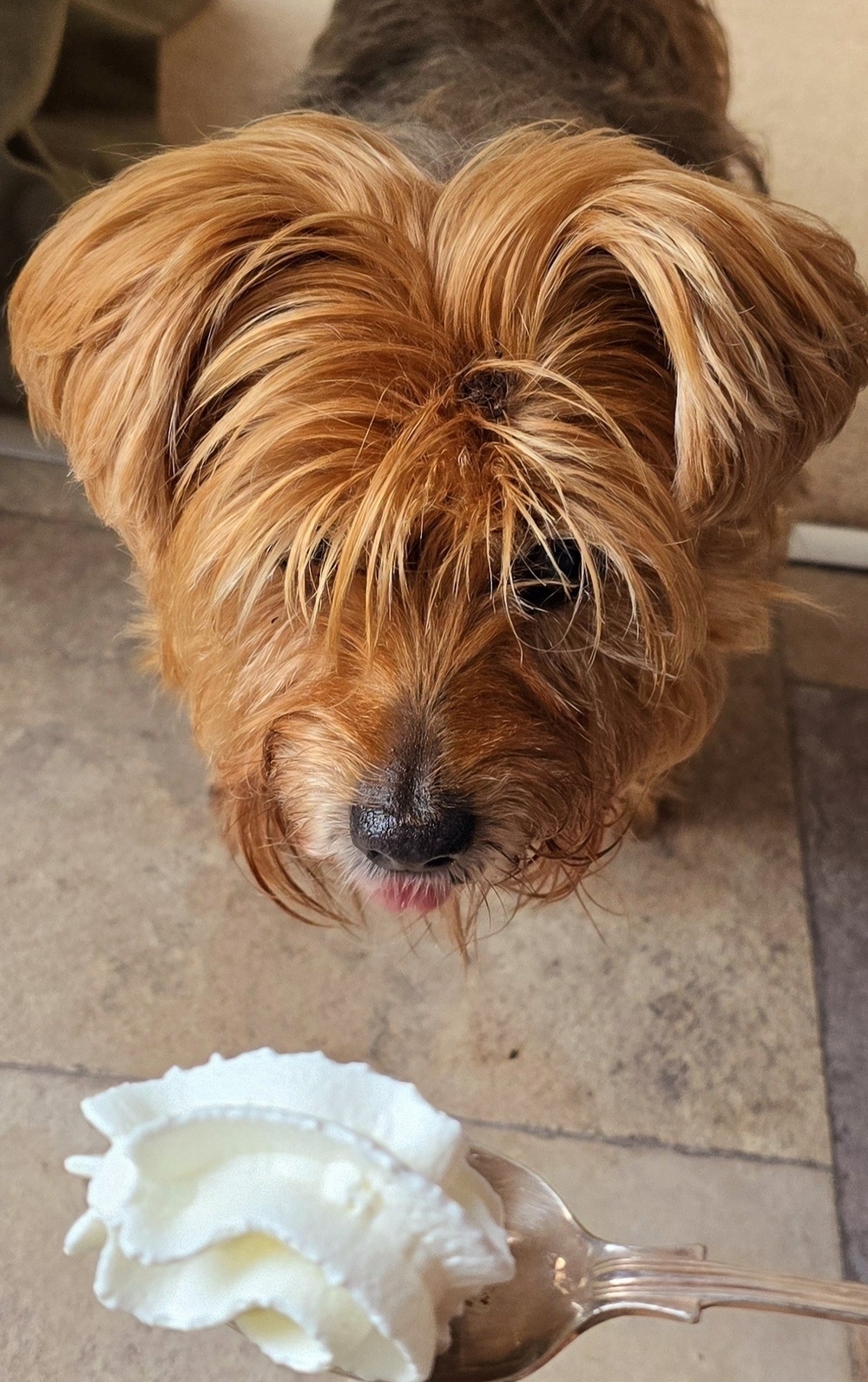 Yorkshire terrier in front of a spoonful of squirty cream. 