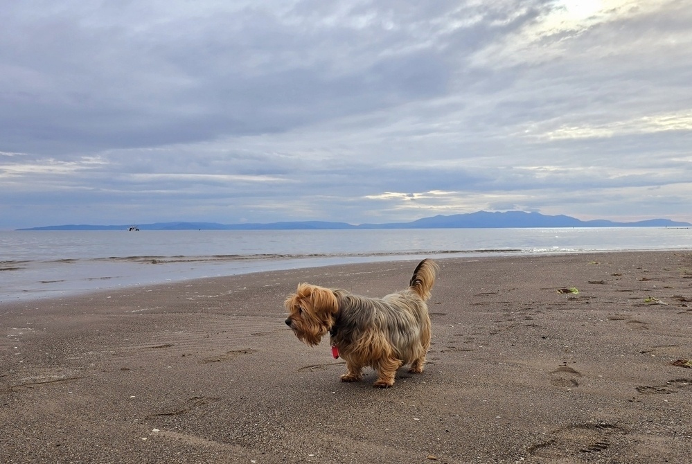 Yorkie on the beach looking out to sea