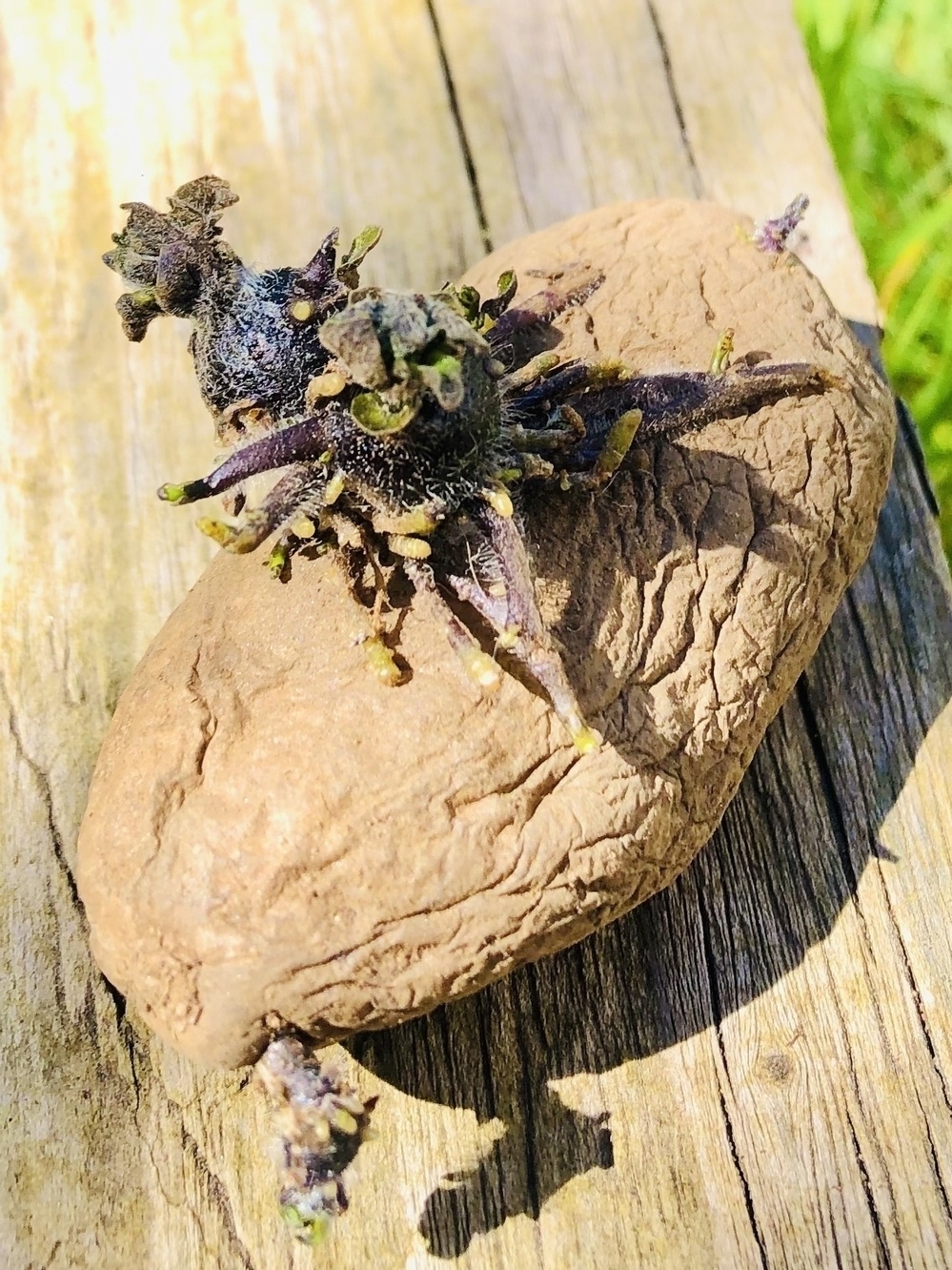 A sprouted potato ready to plant