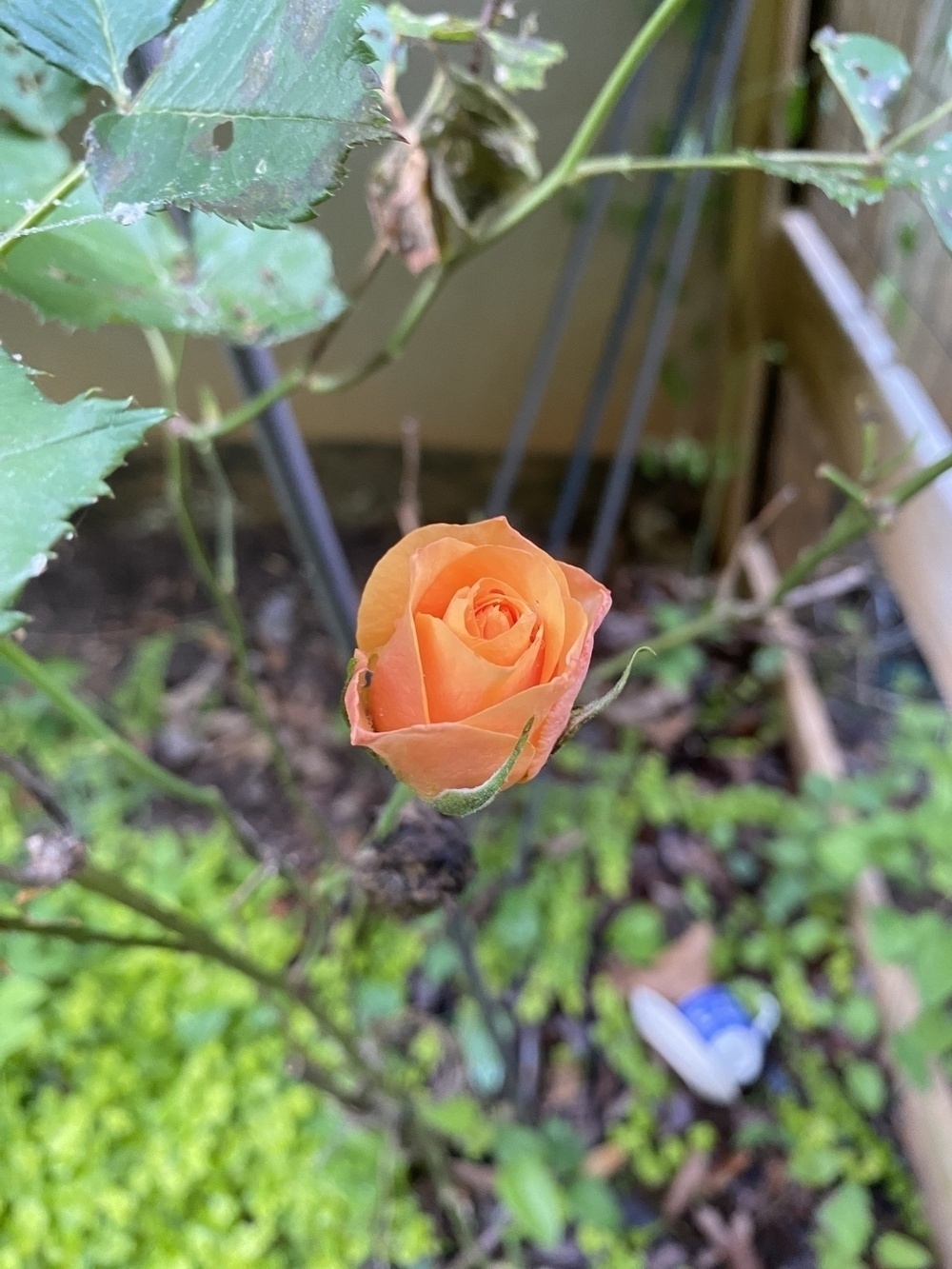 Peach colored rose