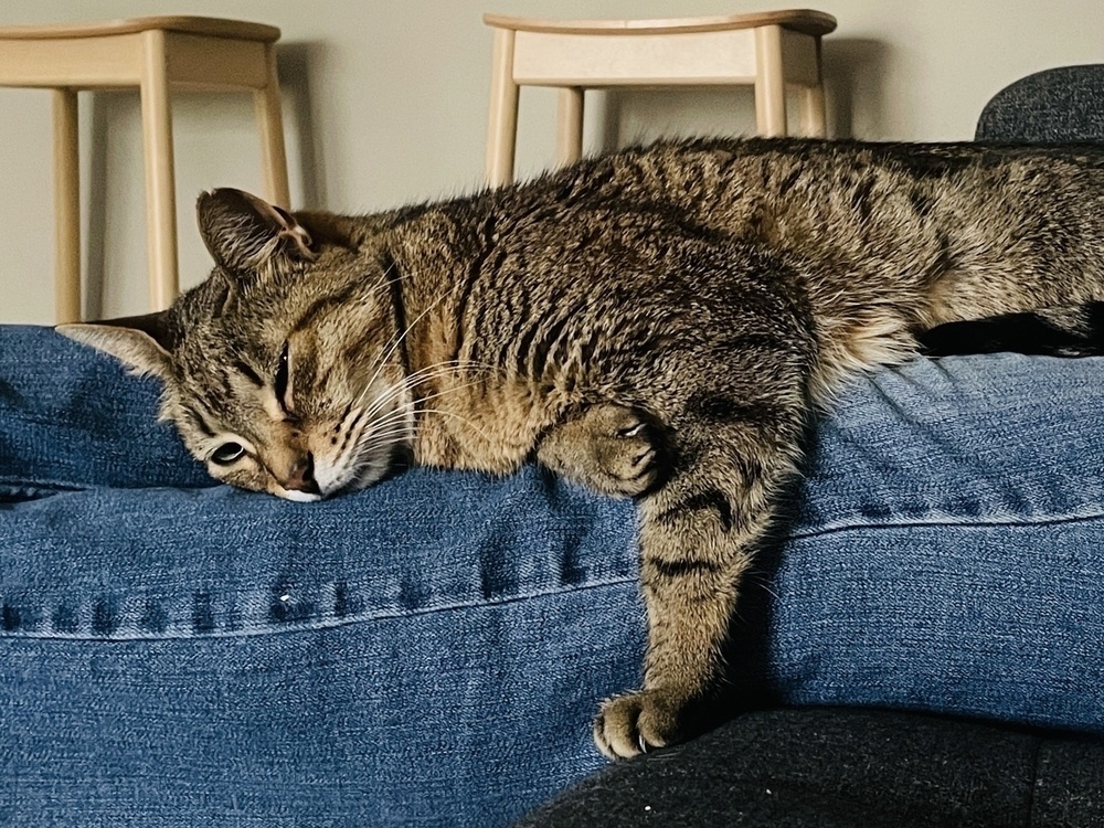 Tabby cat lying on a lap wearing jeans