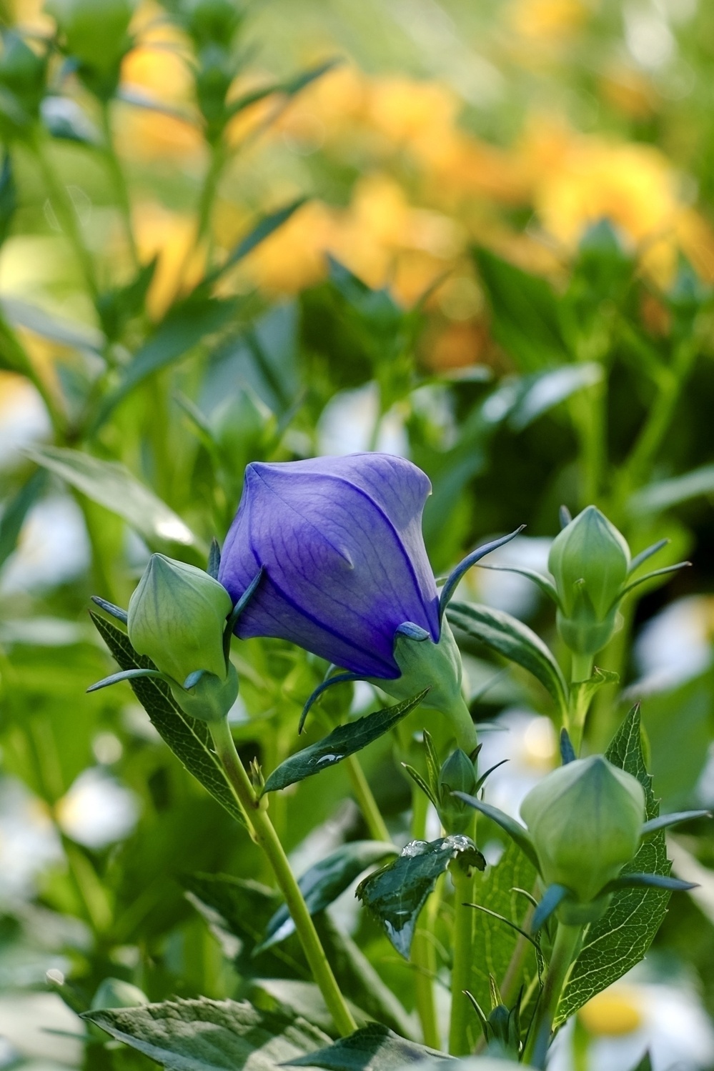 Blueish purple flower in front of green leaves with out of focus yellow flowers in the background