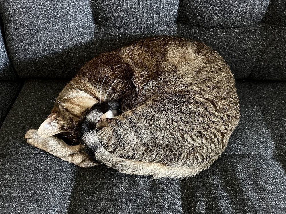 tabby cat curled up on itself atop a grey sofa cushion 