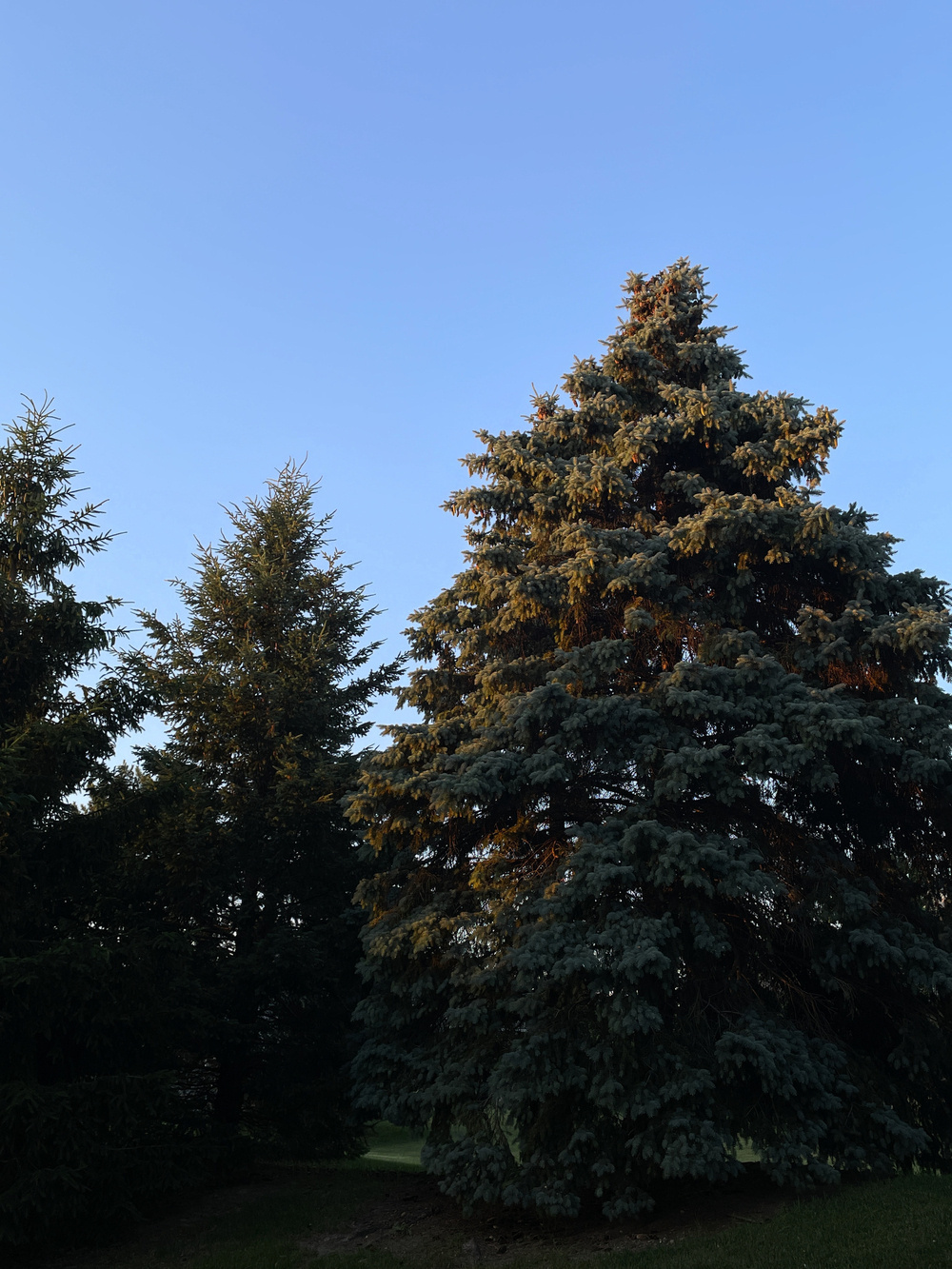 Orange sunlight setting on the top half of pine trees against a blue sky
