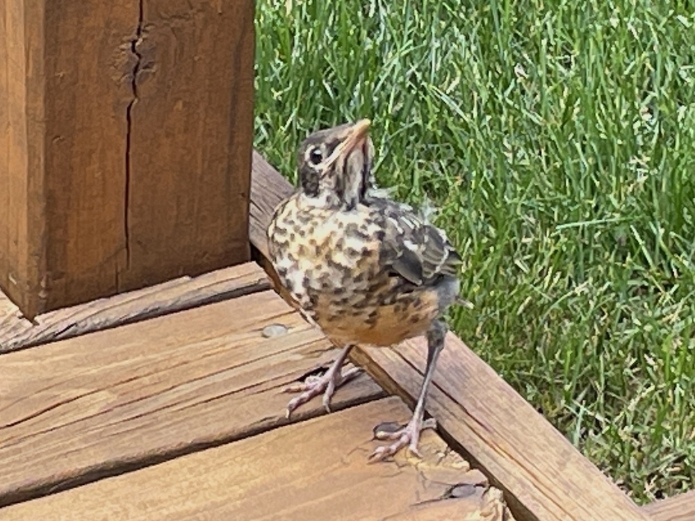 Baby Robin, standing on a wooden deck, looking at the camera 