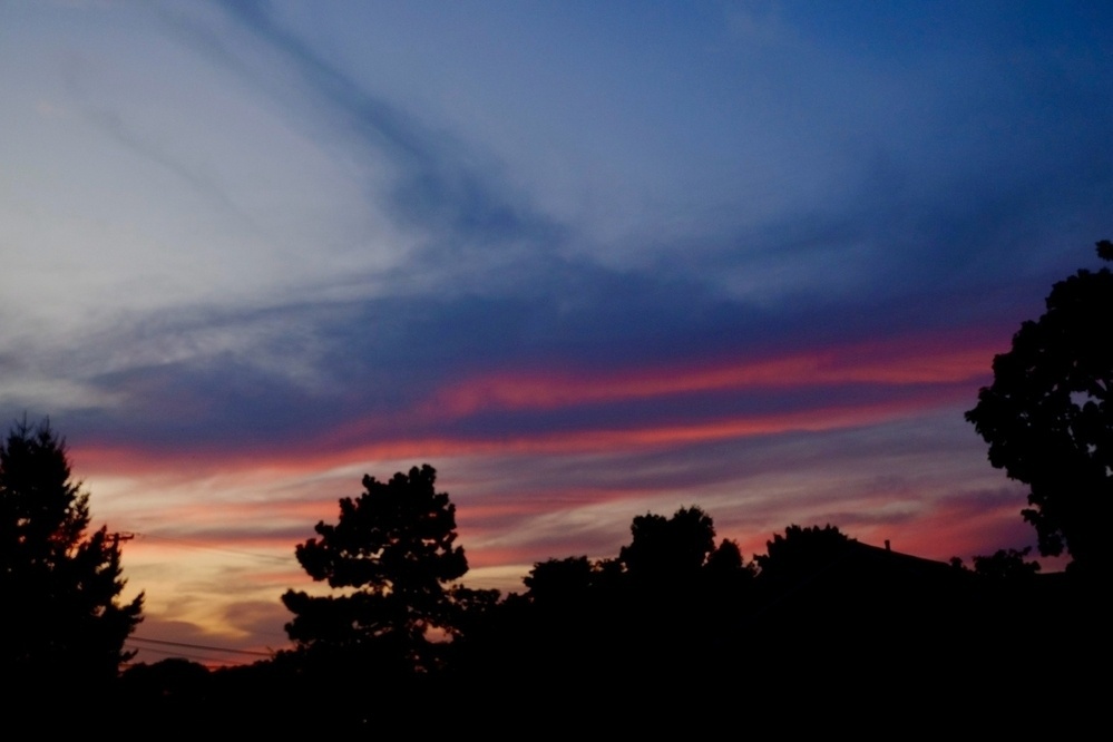 Black silhouetted trees in the foreground of blue cloud streaks colored red and yellow along their bottom with the sunset 