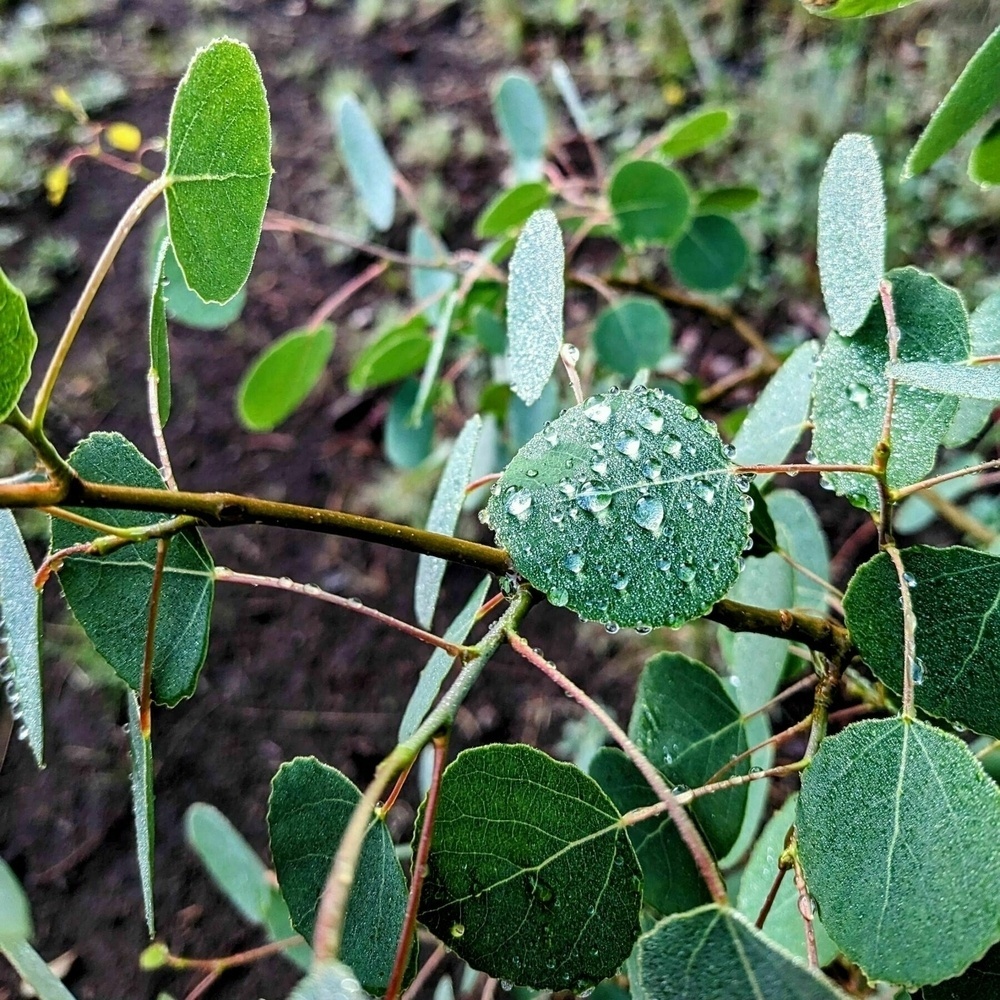 Aspen leaves covered in dew drops