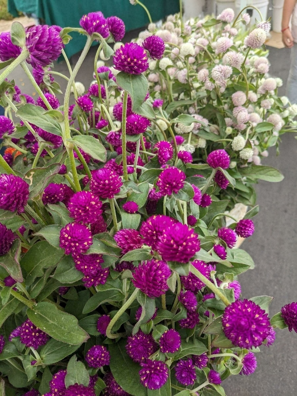 Purple and pink gomphrena flowers at a farmers' market