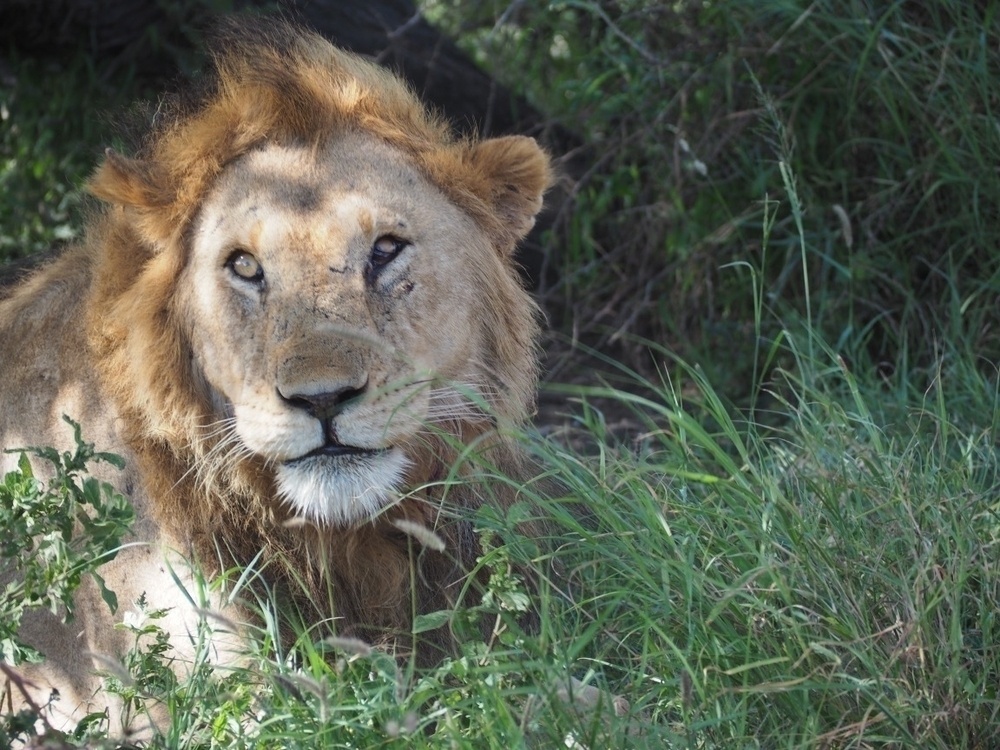 Lion in the grass