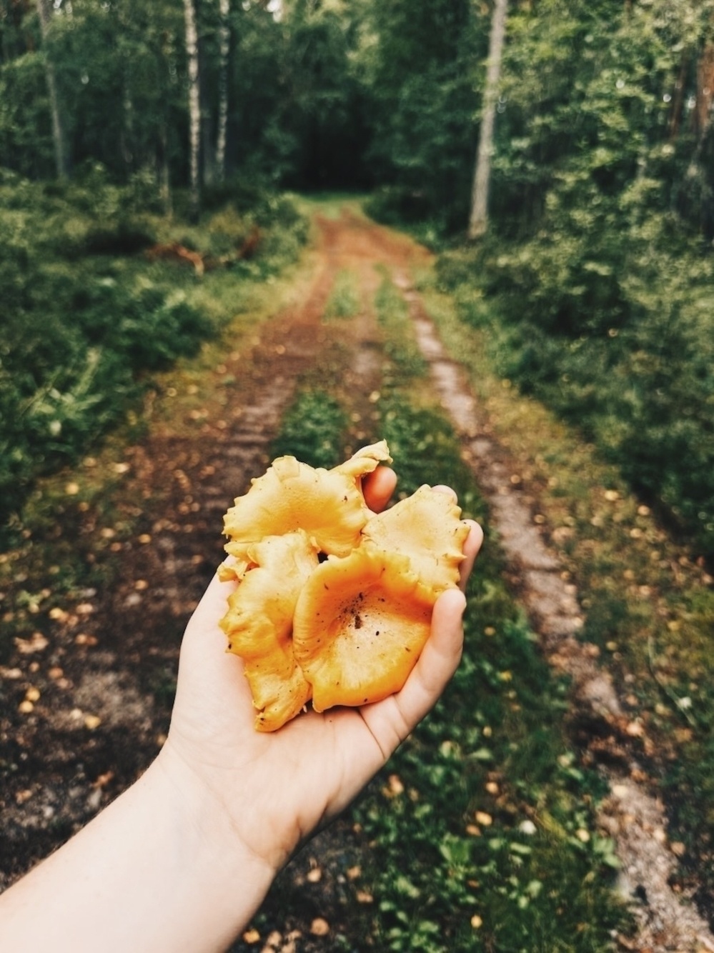 Sanna's hand holds chanterelle mushrooms, with a blurry forest path in the background.