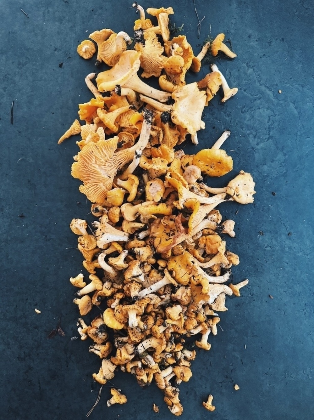 All the freshly harvested mushrooms on the kitchen counter.