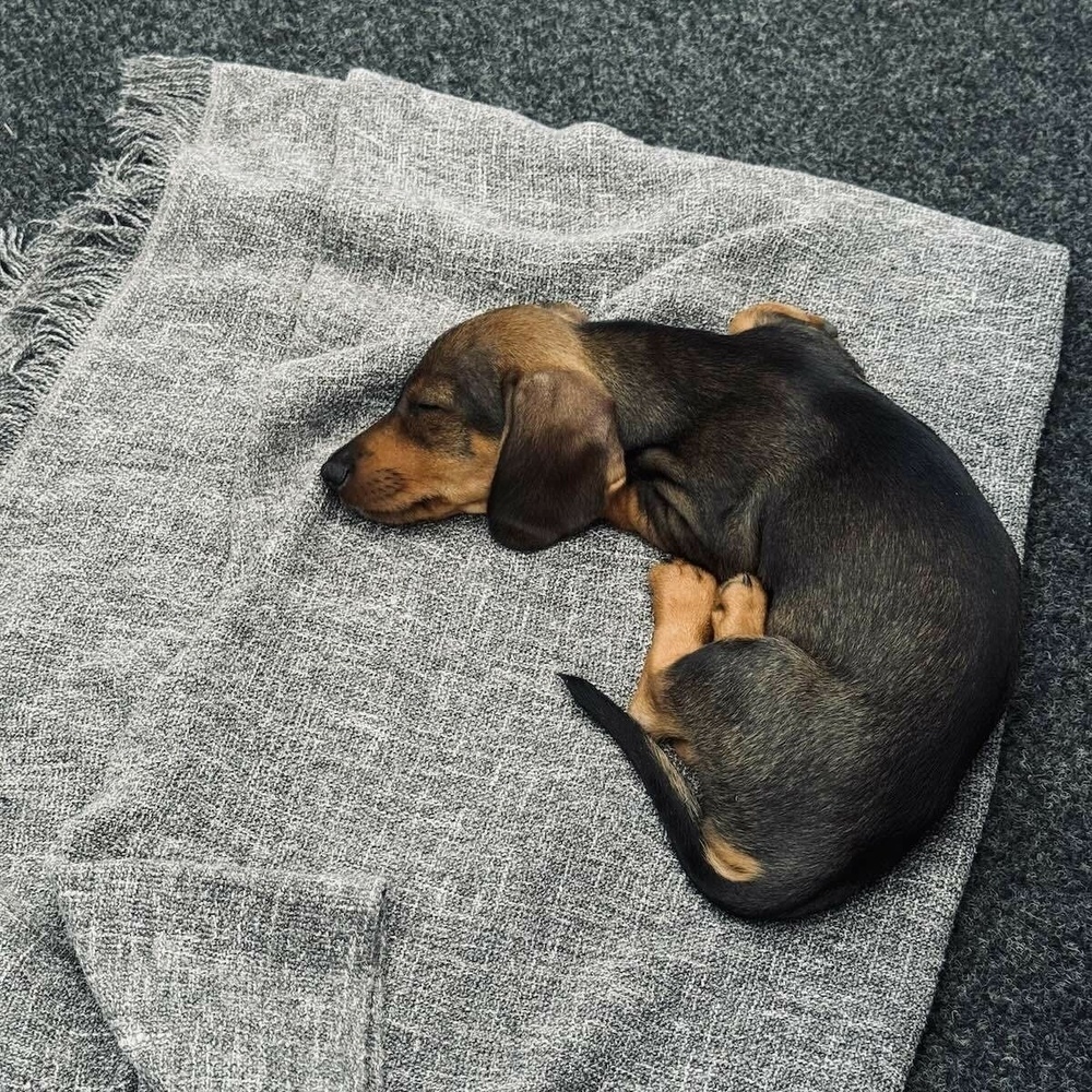 A dachshund puppy is sleeping curled up on a blanket.