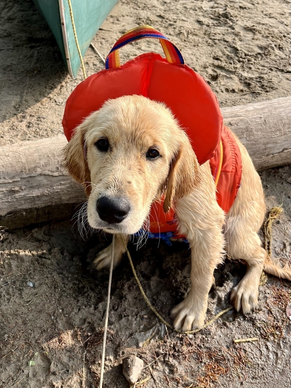 A wet puppy wearing an orange life jacket sits on the sand near a log.