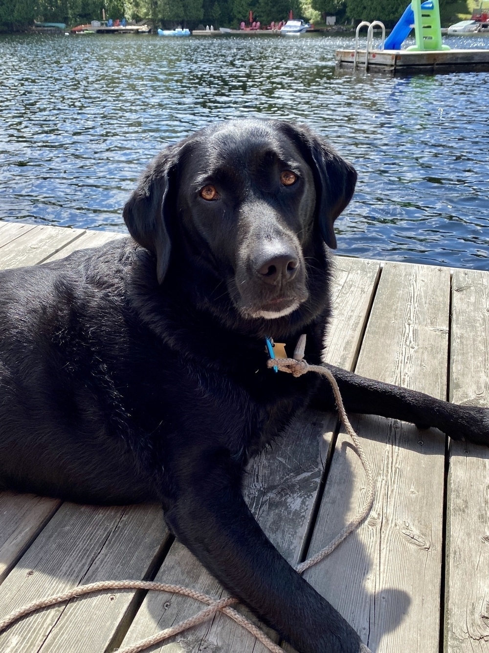 A black dog is lying on a wooden dock by a lake, with a rope nearby and trees and a slide visible in the background.