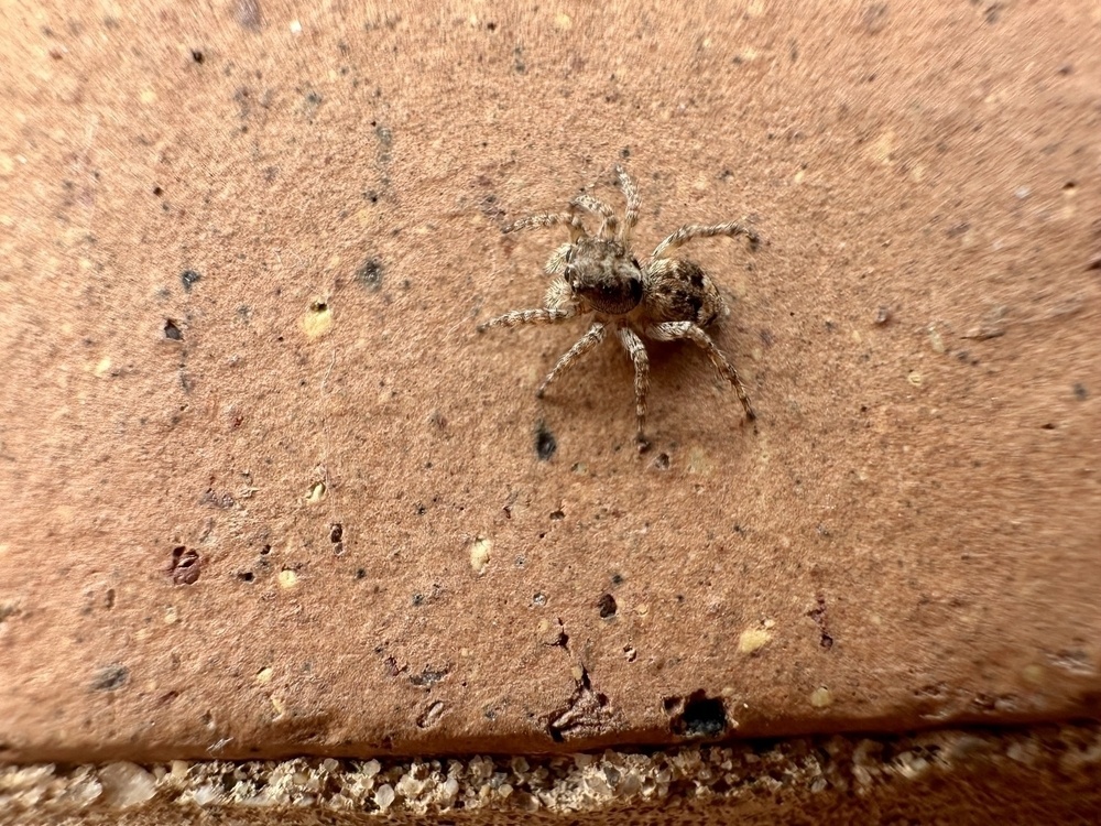 A small spider with a fuzzy appearance is crawling on a textured brick surface.