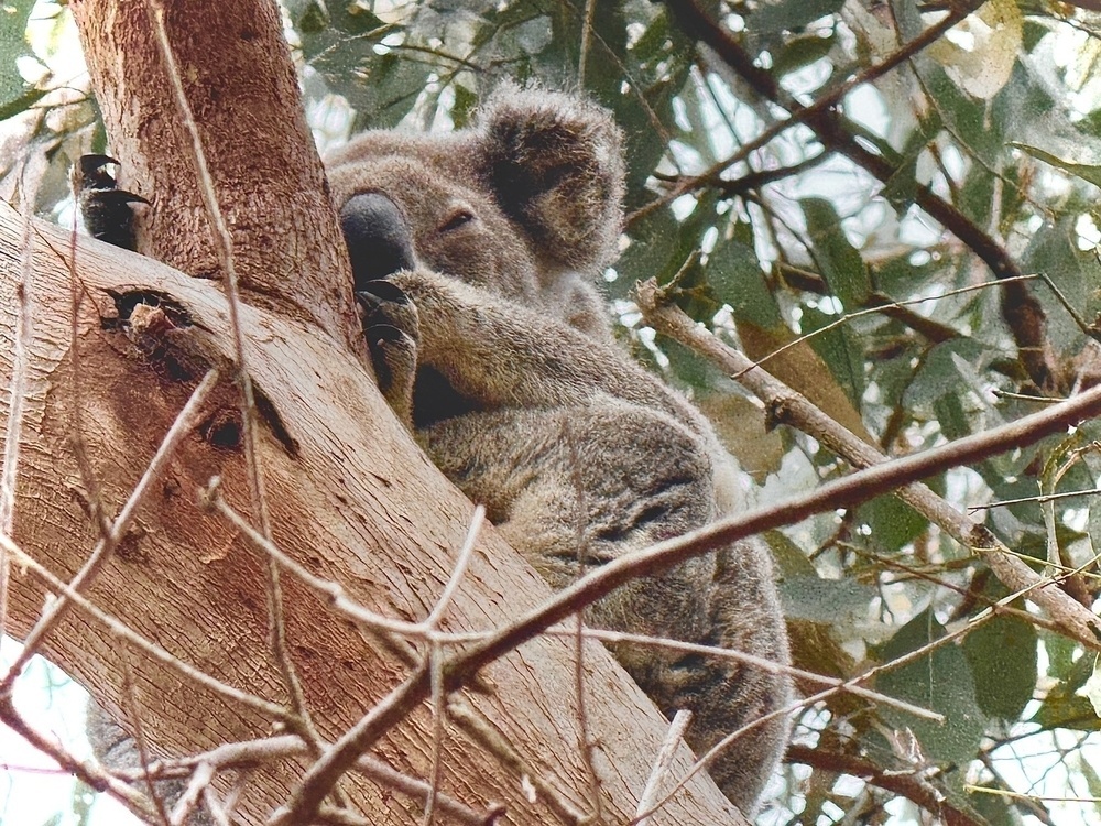 A close up of a sleepy Koala sitting in an old gum tree contemplating life.