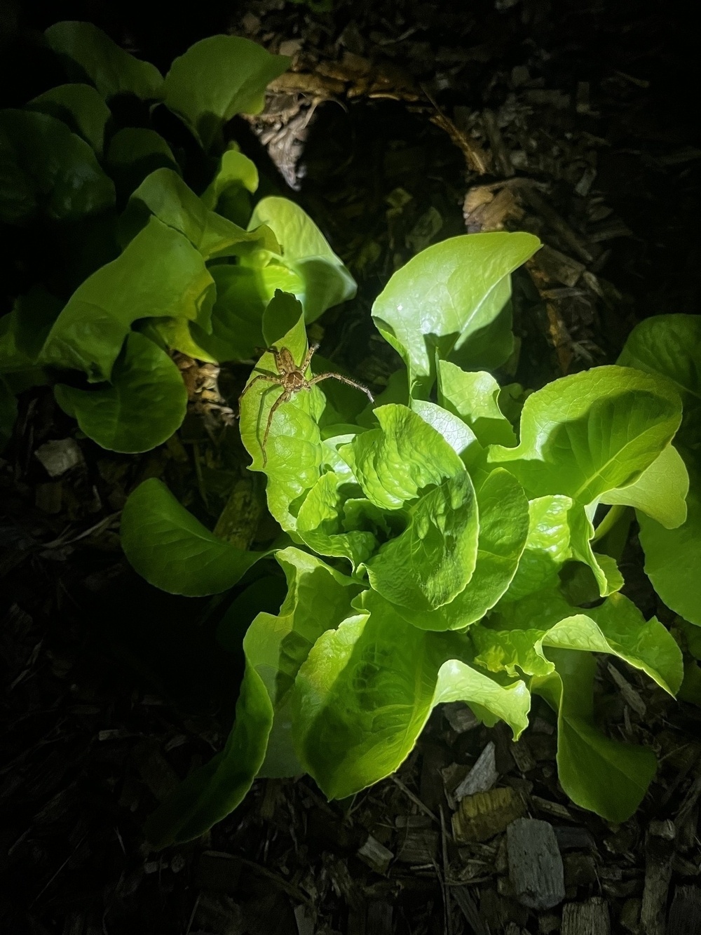 A largish spider is perched on a lettuce plant illuminated by a flashlight, or torch, in a dark setting.
