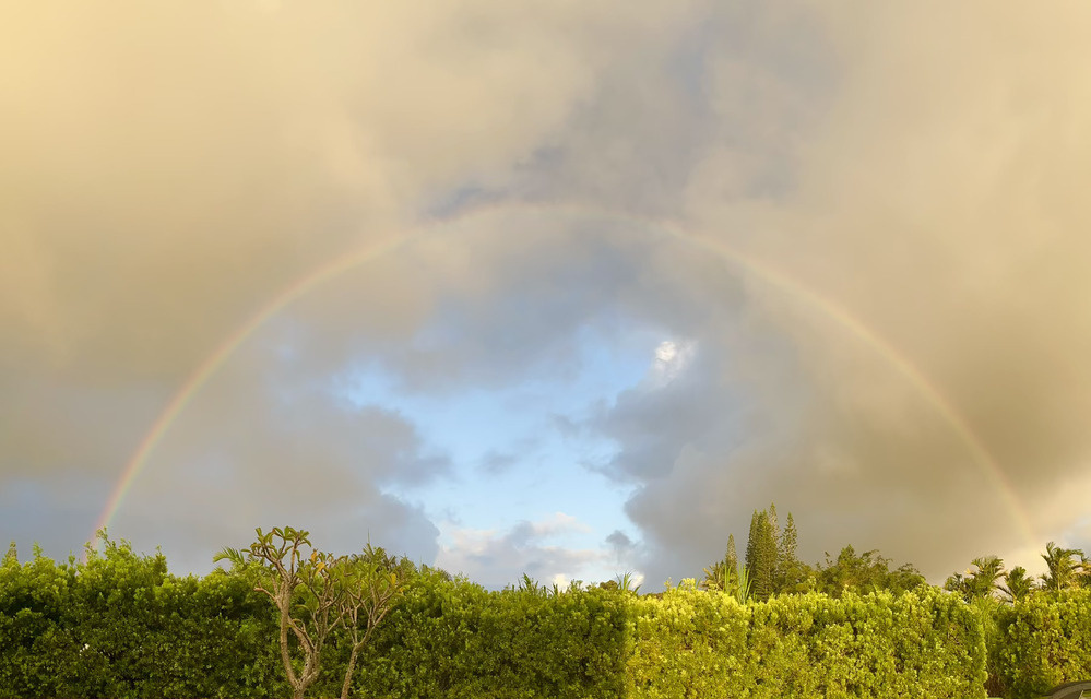 A complete arc of a rainbow over a green hedge with scattered clouds behind a tree in the foreground in the light of a setting sun.